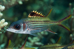 Squirrelfishes and Soldierfishes